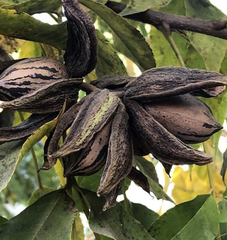 3 interesting things about pecans