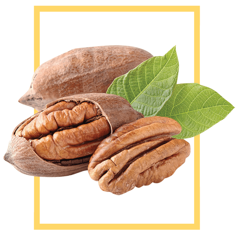 NorCal-Pecans-Our-Pecans.png