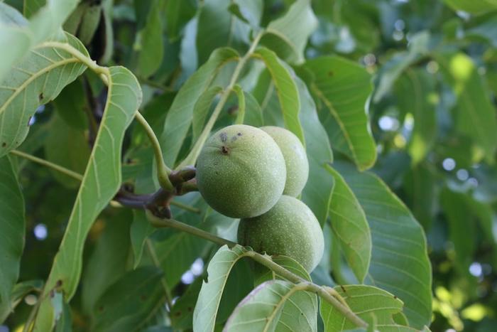NorCal-Pecans-Our-Walnuts2.jpg