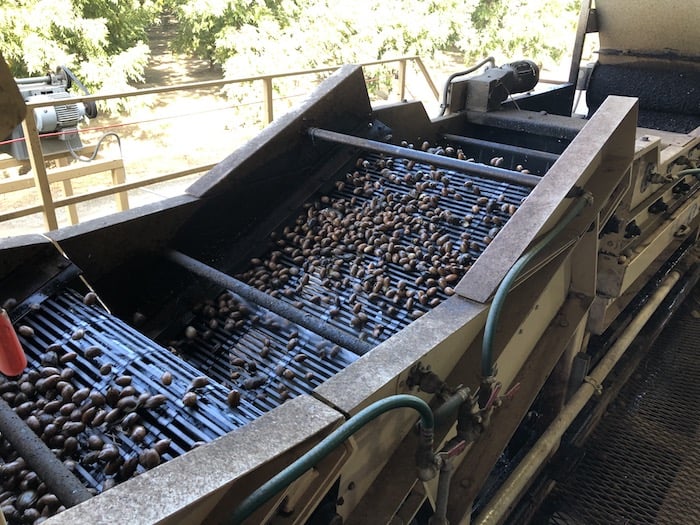 NorCal-Pecans-Processing3.jpg