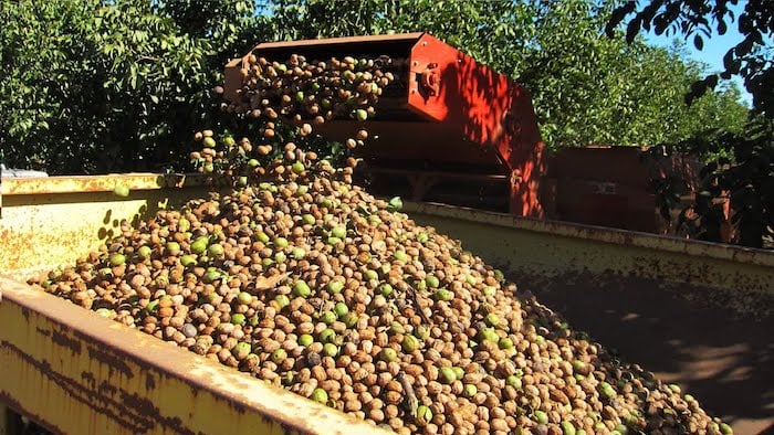 NorCal-Pecans-Processing5.jpg